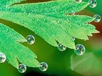 pic for Water Drops